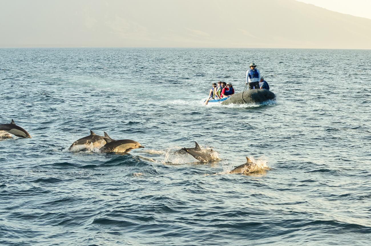 Common dolphins are one of around 24 marine mammal species found in the Galápagos.