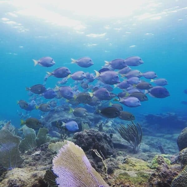 blue tang fish