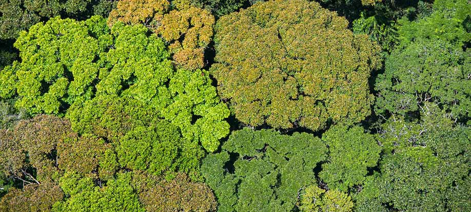 Aerial of rainforest in Guyana