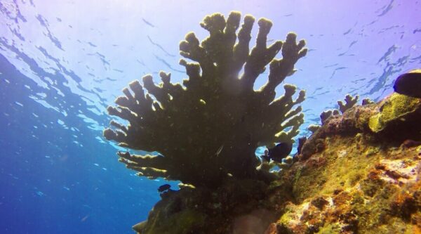 elkhorn coral