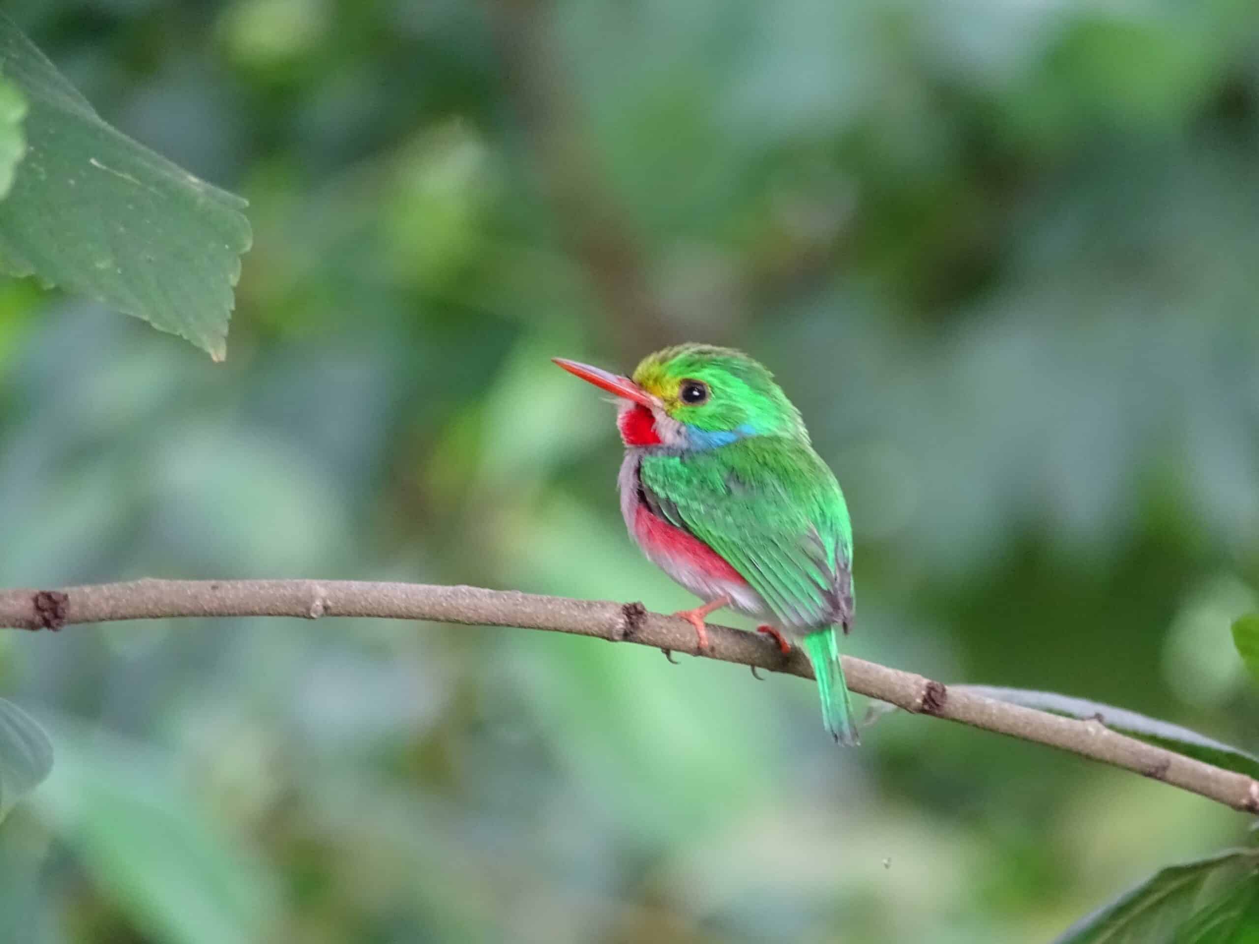 The Cuban Tody is one of Cuba's many endemic birds. © Patricia Sellars