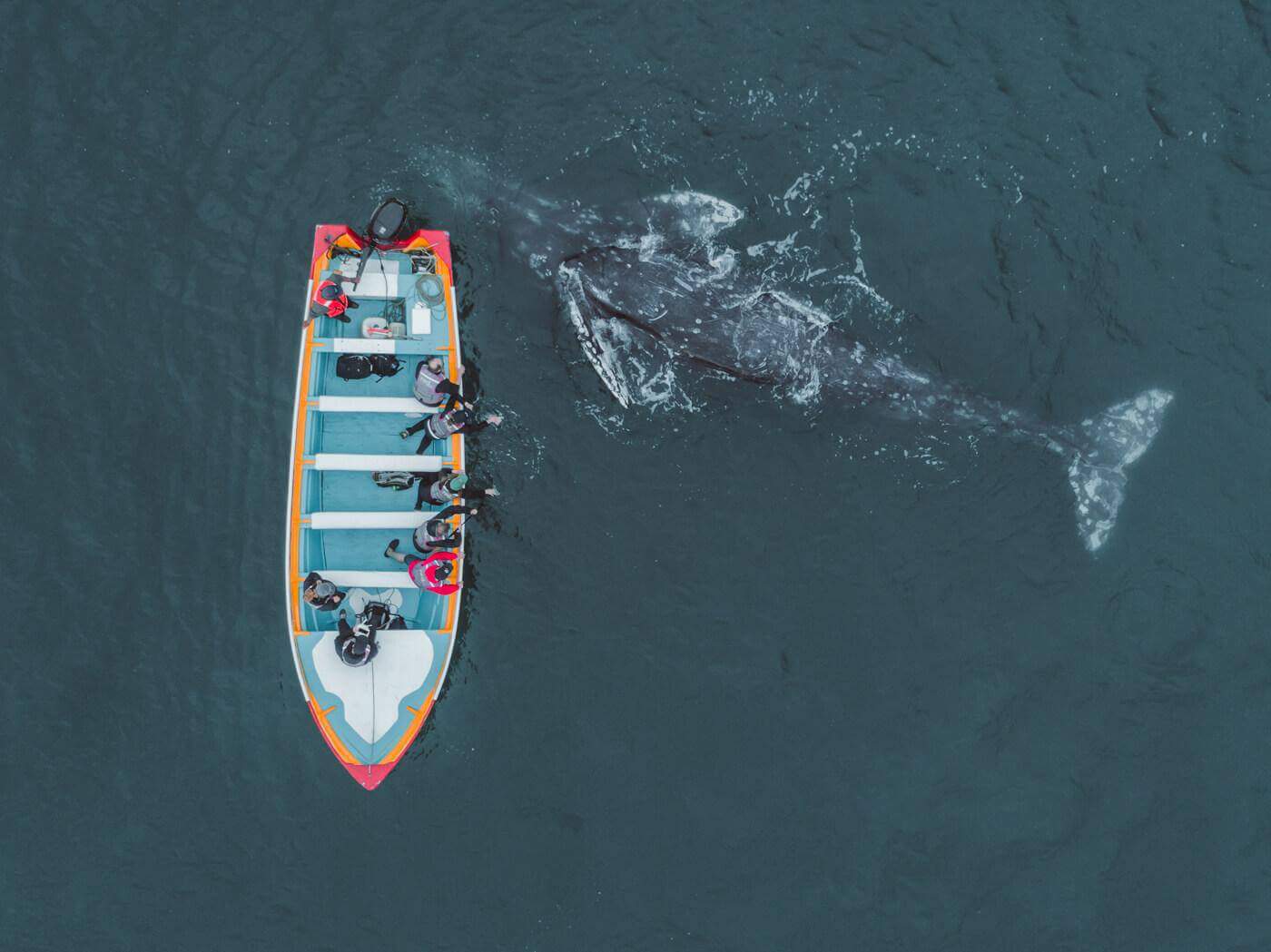 Gray whales migrate to and from Baja California