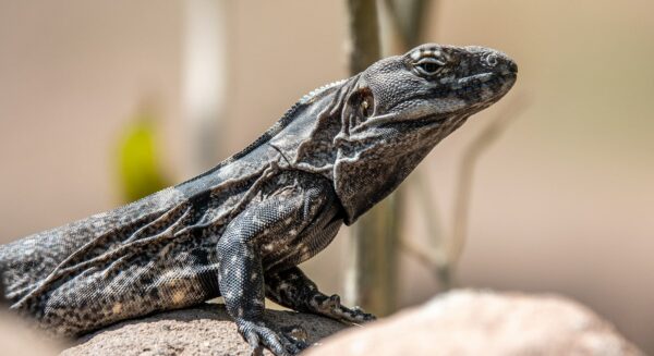 Baja California Spiny tailed iguana