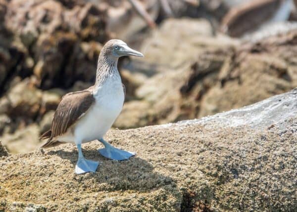 Blue-footed booby