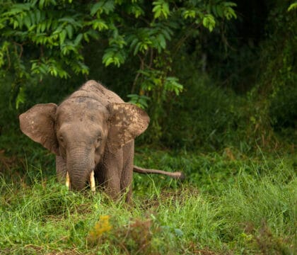 Borneo pygmy elephant