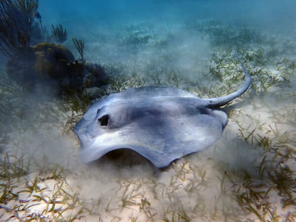 Caribbean whiptail stingray