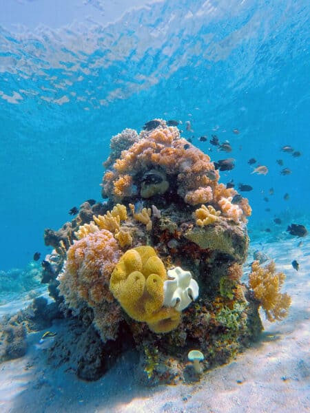 reef komodo marine park