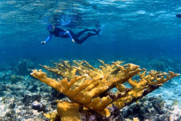 Cuba snorkeling gardens of the queen