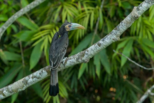 bird in danum valley