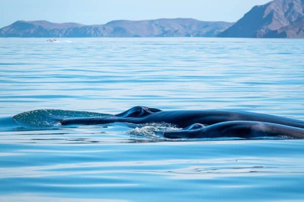 Fin whales