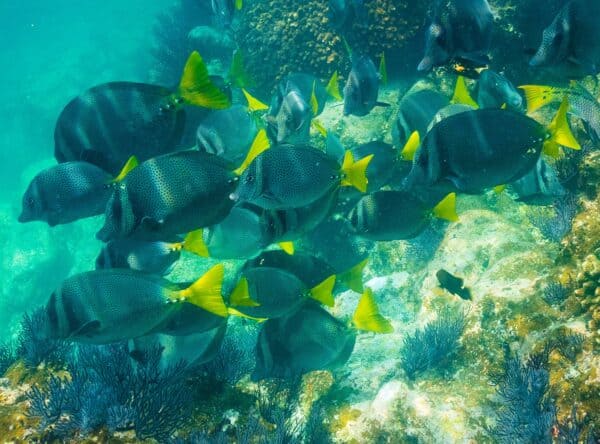 fish in sea of cortez