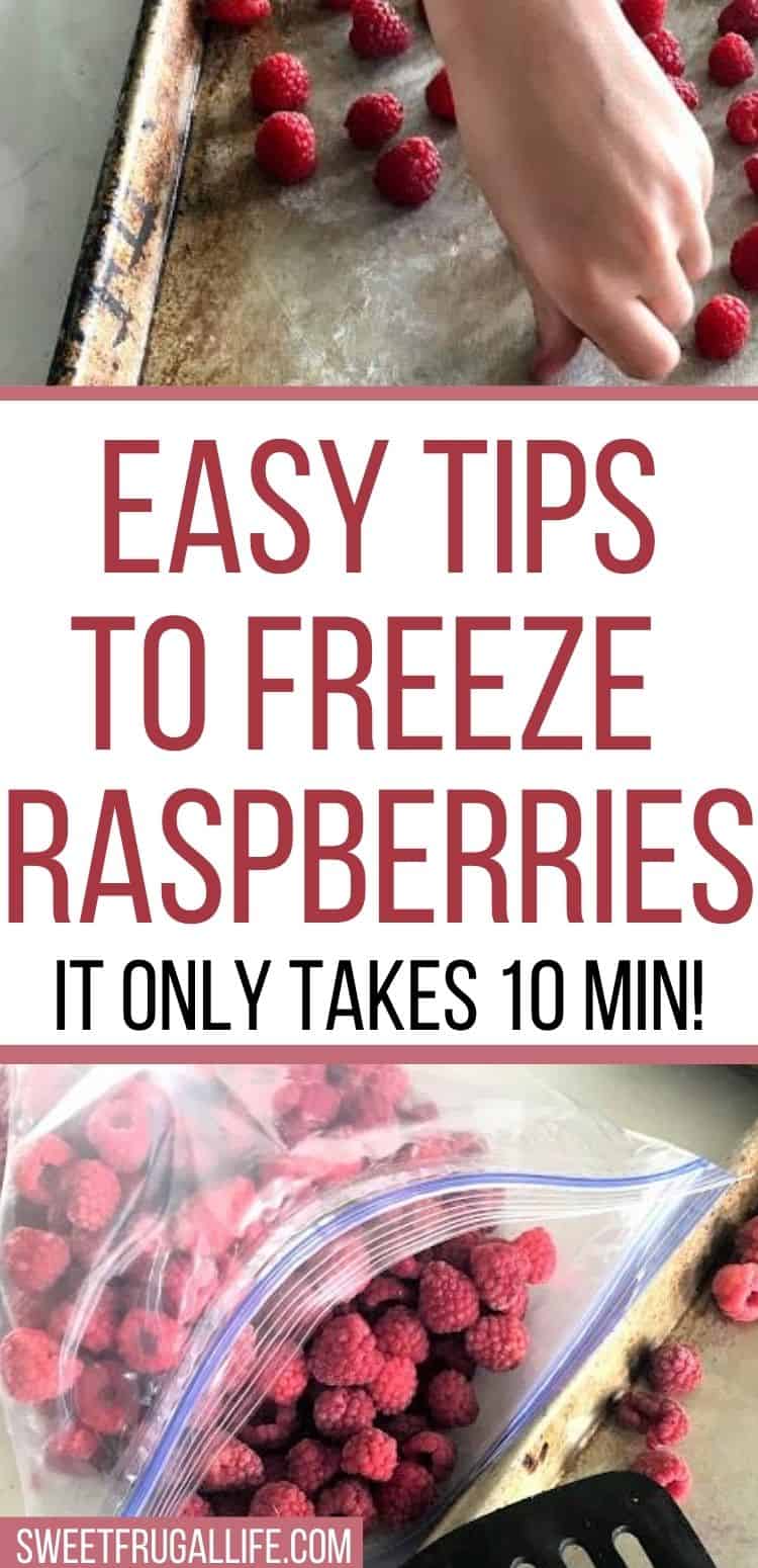 Tips to freeze raspberries - how to preserve raspberries