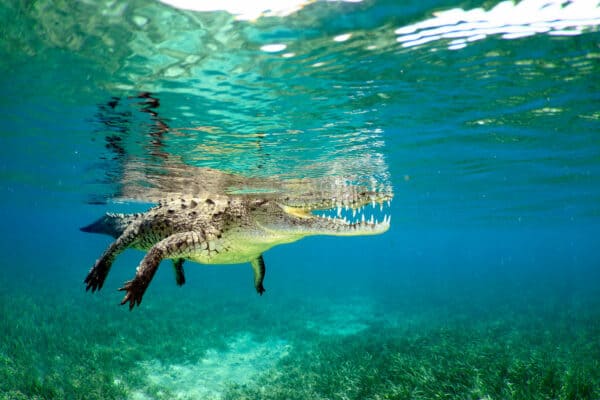 American Crocodile