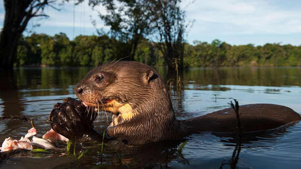 Giant river otter in Guyana