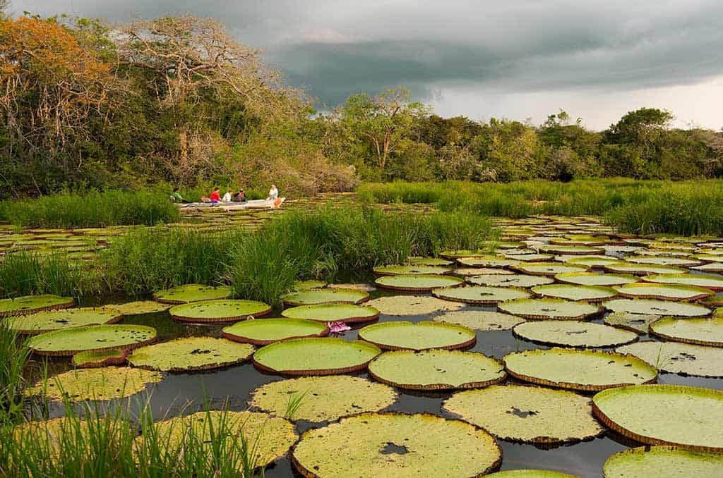 Giant water lilies in Guyana