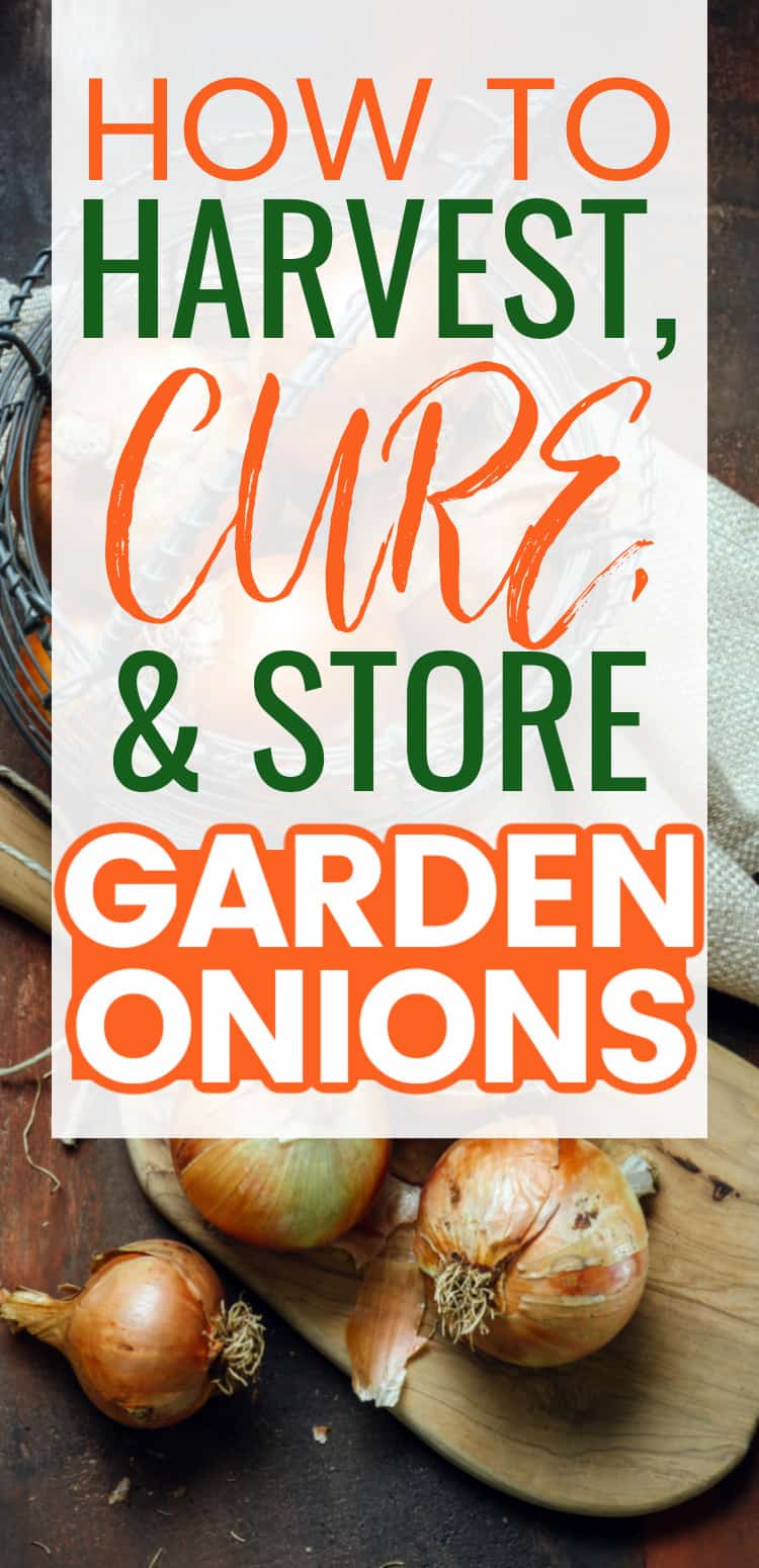 harvesting garden onions - how to cure onions