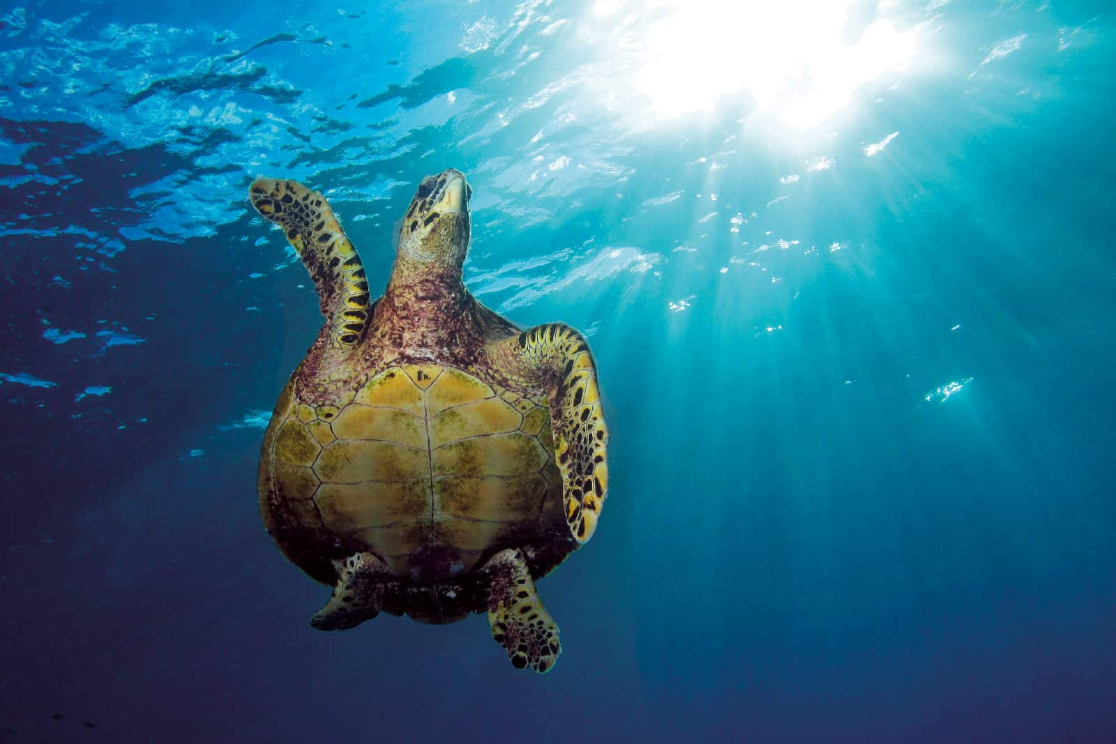 hawksbill sea turtle