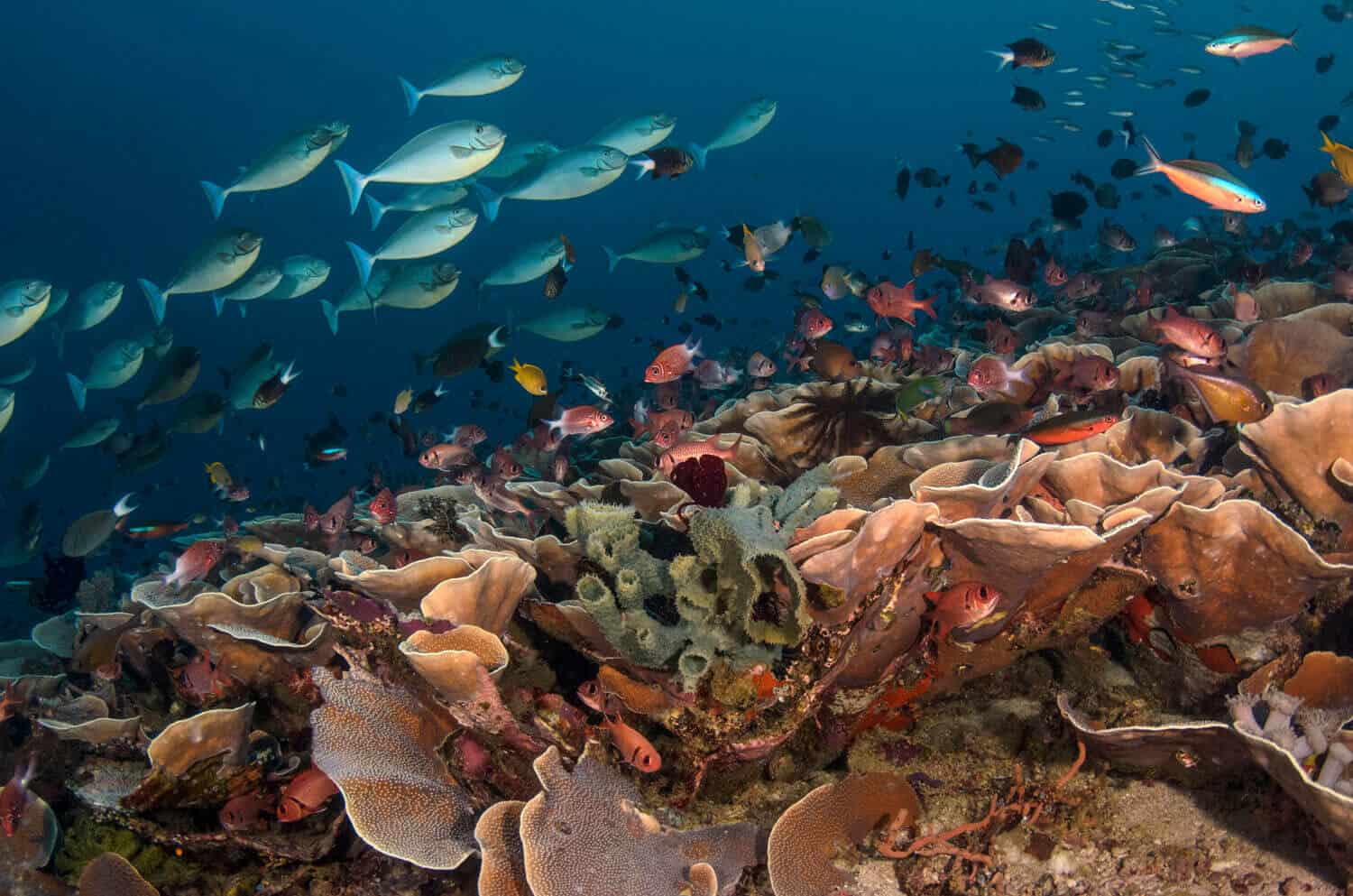 Diverse coral reef in Raja Ampat, Indonesia