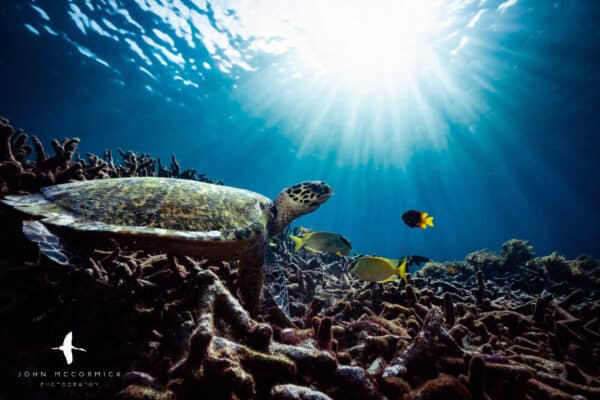 hawksbill sea turtle in Raja Ampat