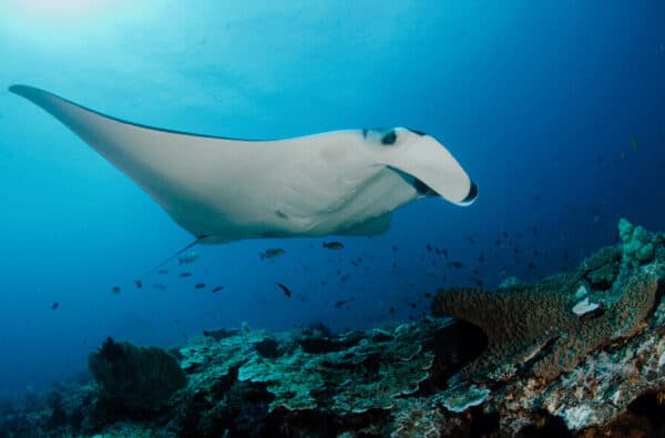 manta ray in Indonesia