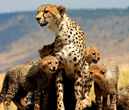 A cheetah mother and cubs in kenya