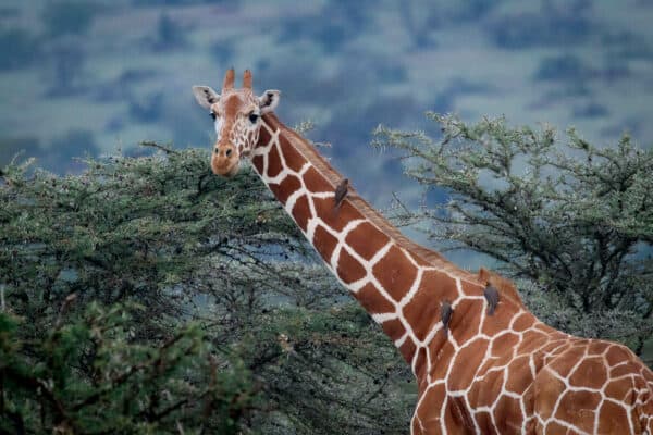 Giraffe in Kenya