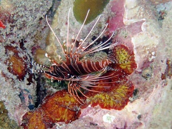 lionfish in Kenyan waters