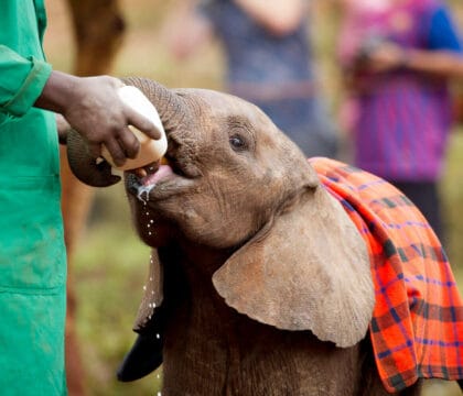 Feeding a rescued baby elephant