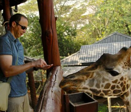 A traveler feeds a giraffe