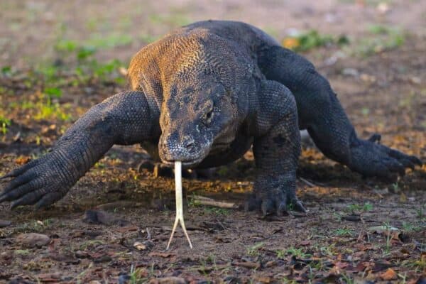 Komodo dragon