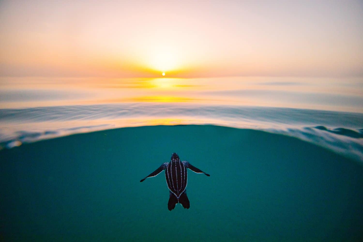 leatherback turtle hatchling at sunrise