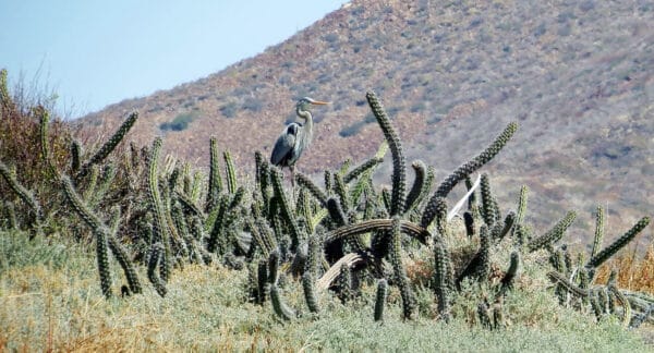 Great Blue Heron on Little Coronado Island