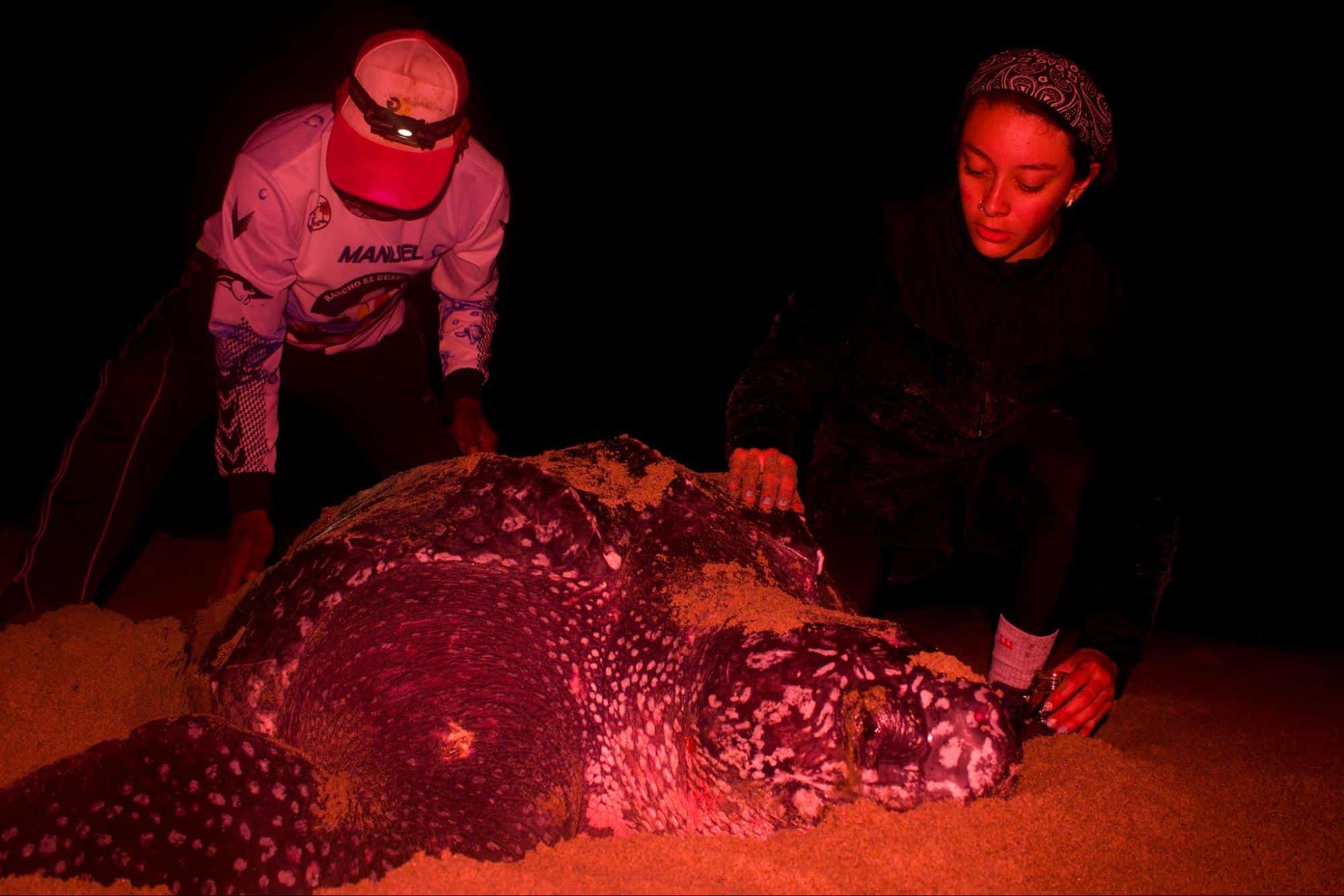 mexico leatherback turtle