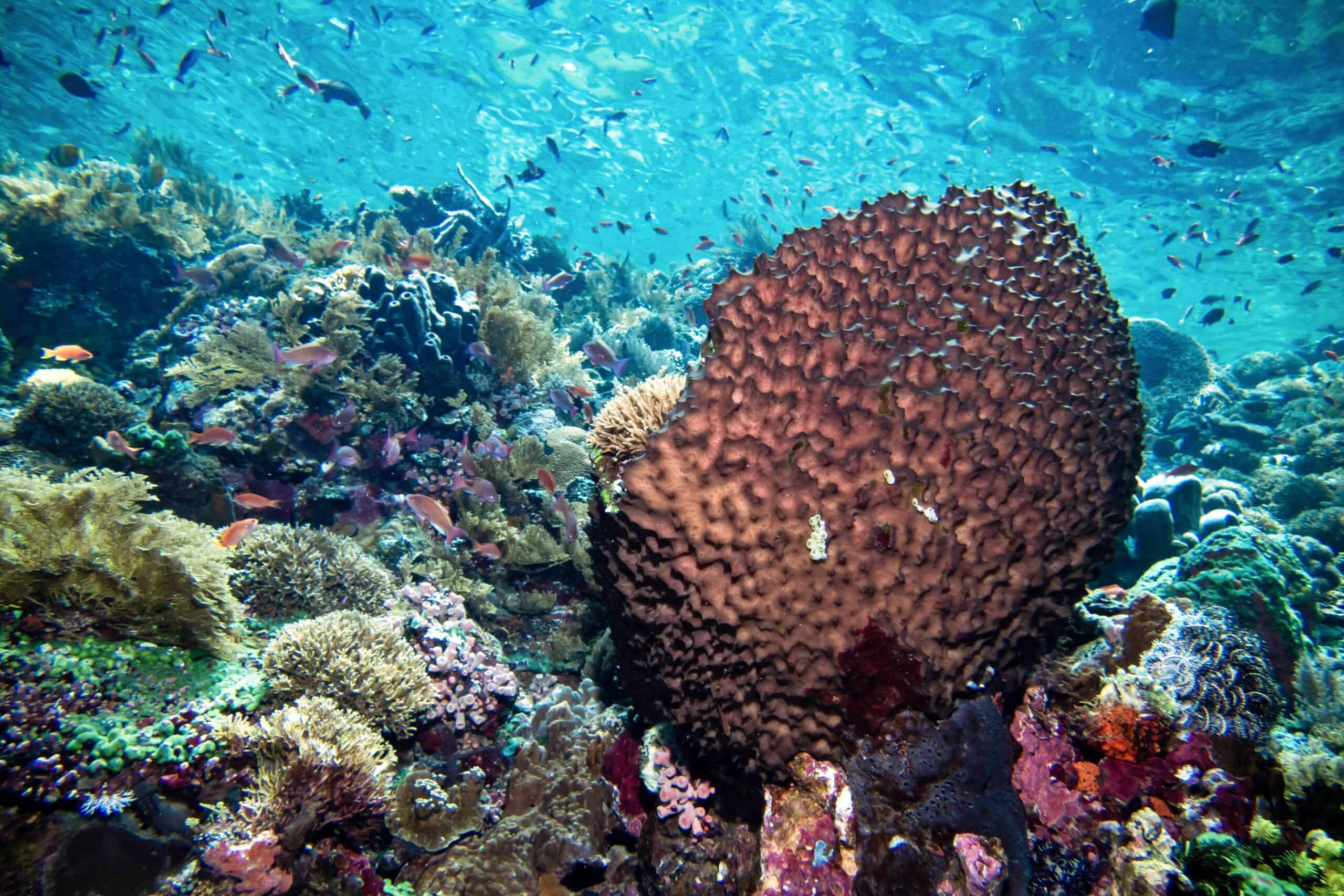 Coral reef scene in Alor Indonesia