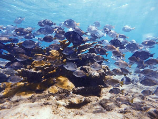 snorkel puerto rico marine reserves