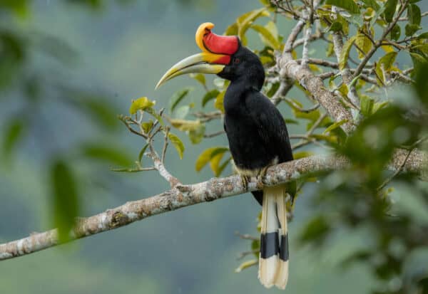 rhinoceros hornbill