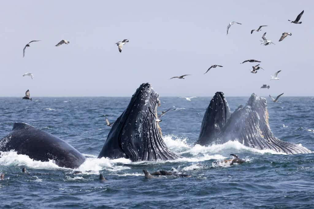 Santa Cruz whale watching