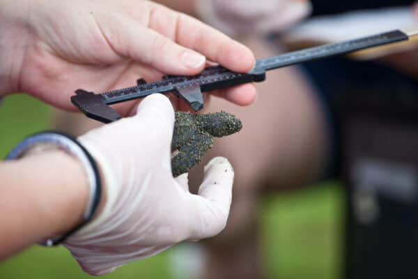 sea turtle research