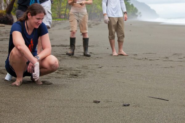 sea turtle watching