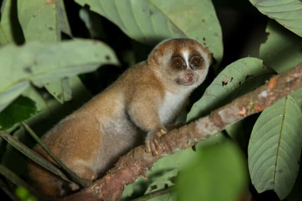 slow loris