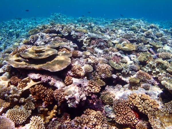 coral reef in Ulithi Atoll