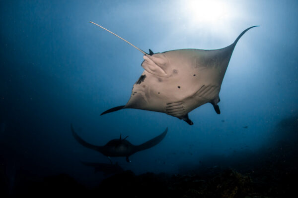 Manta rays near Komodo