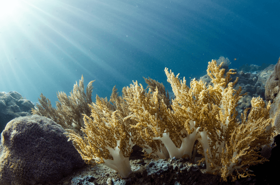 soft corals in Raja Ampat